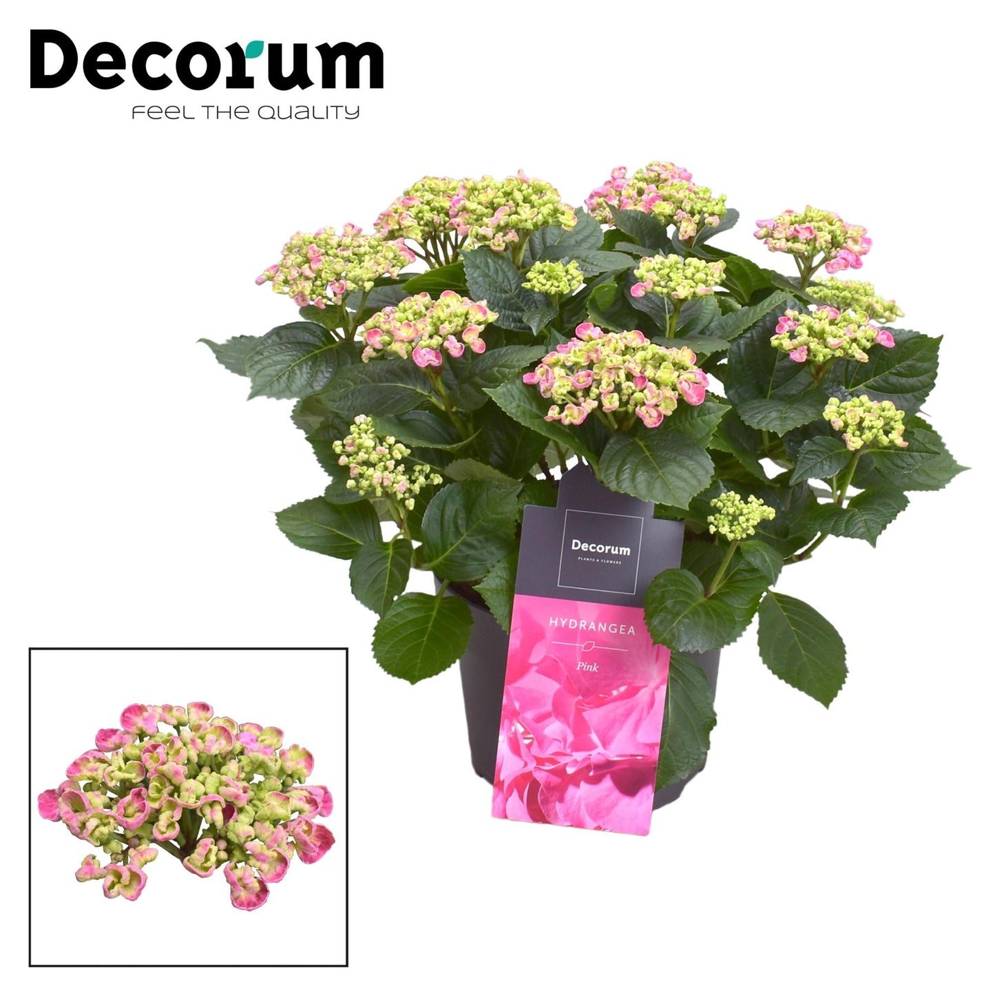 🌸 Hydrangea ‘Curly Wurly’ Roze – Decorum Hortensia
