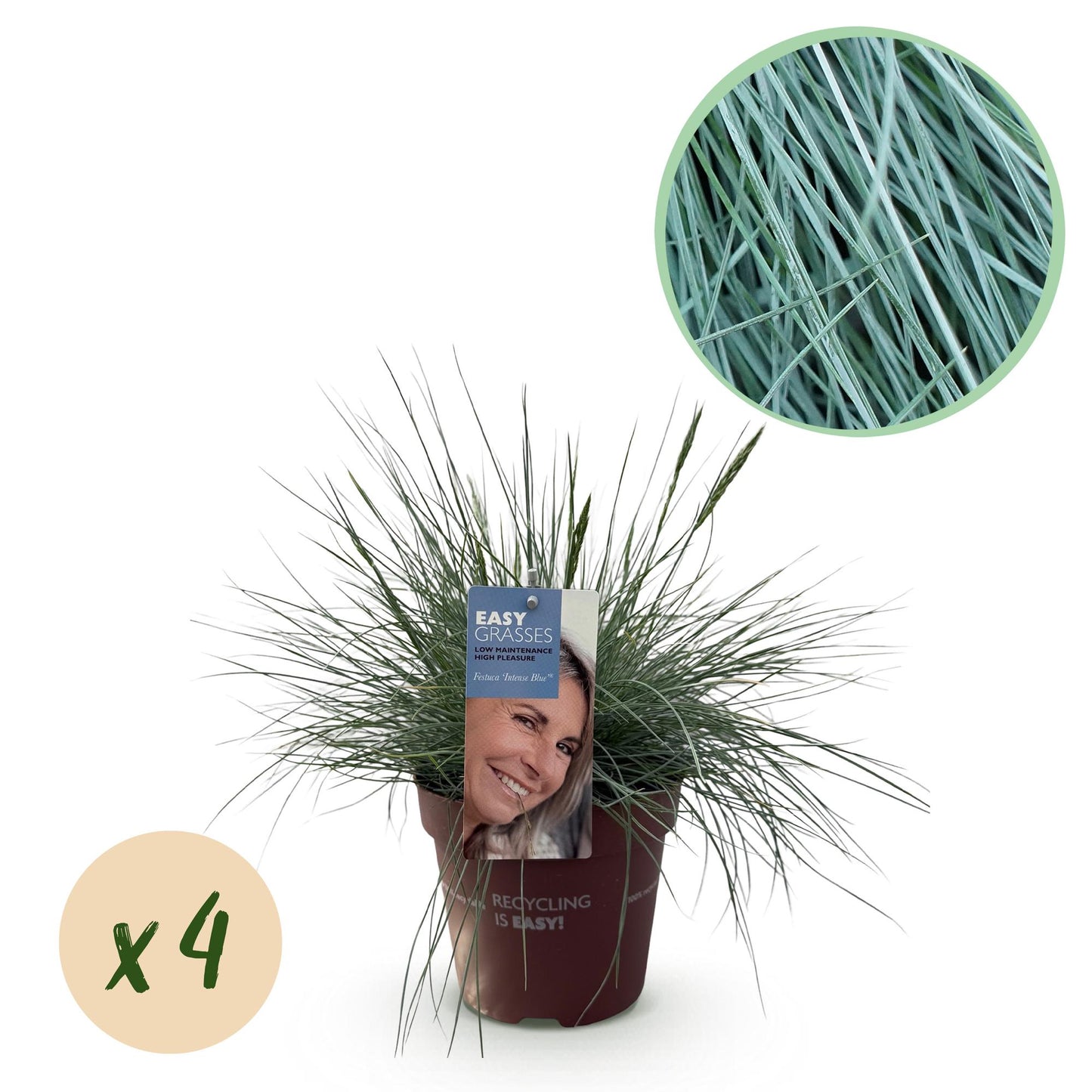 🔵 Festuca glauca ‘Intense Blue’ – Blauw Siergras | (4 stuks)