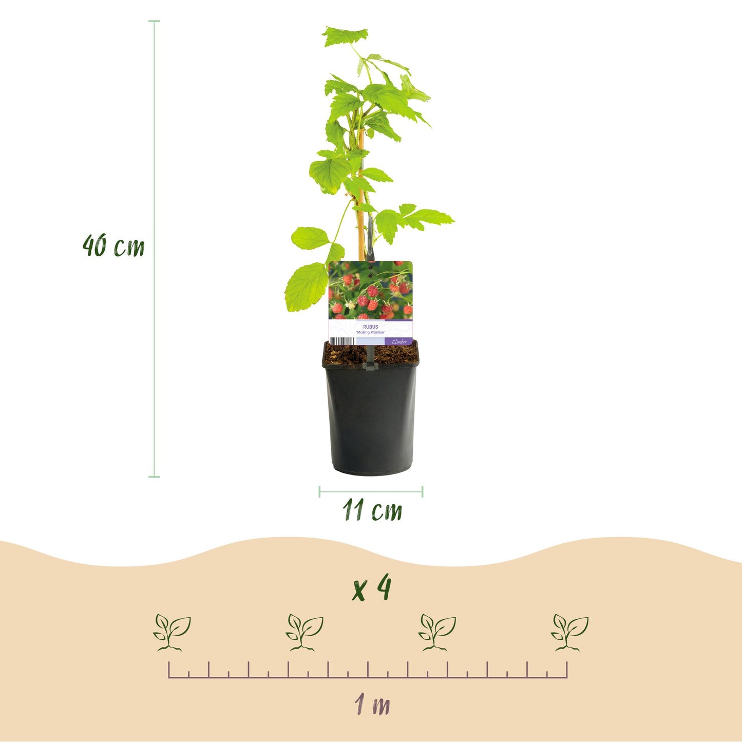 🍓 Rubus idaeus ‘Malling Promise’ – Framboos (2 Stuks)