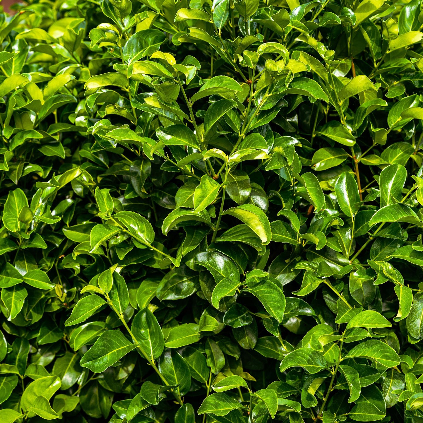 🌿 Prunus laurocerasus 'Rotundifolia' – Laurierhaag ( 6 stuks)