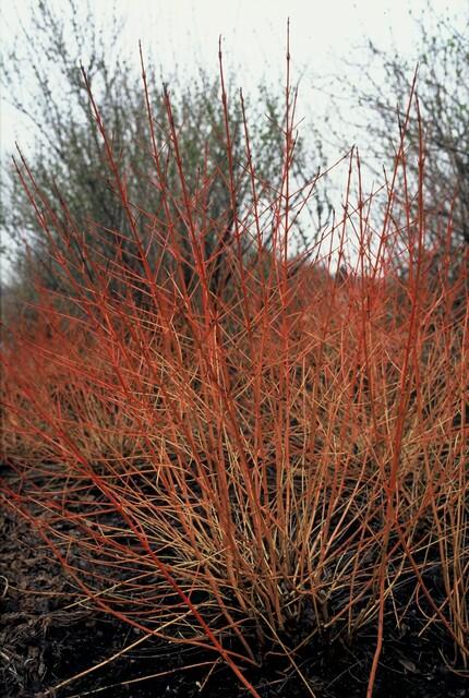 🔥 Cornus sanguinea ‘Midwinter Fire’ – Kornoelje (6 Stuks)