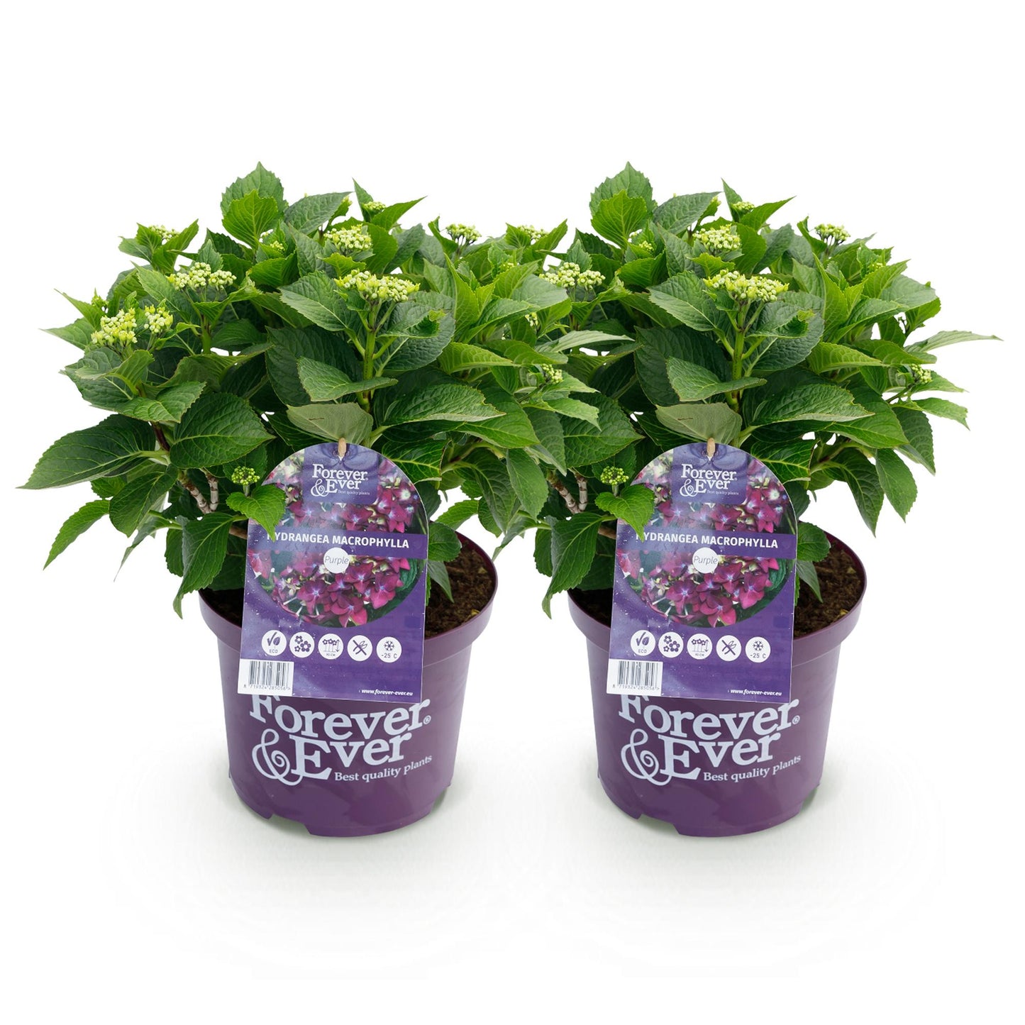 🌸 Hydrangea Forever & Ever Paars – Hortensia | 2 Planten
