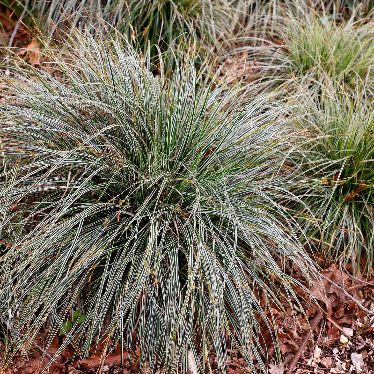 🌾 Carex oshimensis ‘Everest’ – Witgroen Siergras | (4 stuks)
