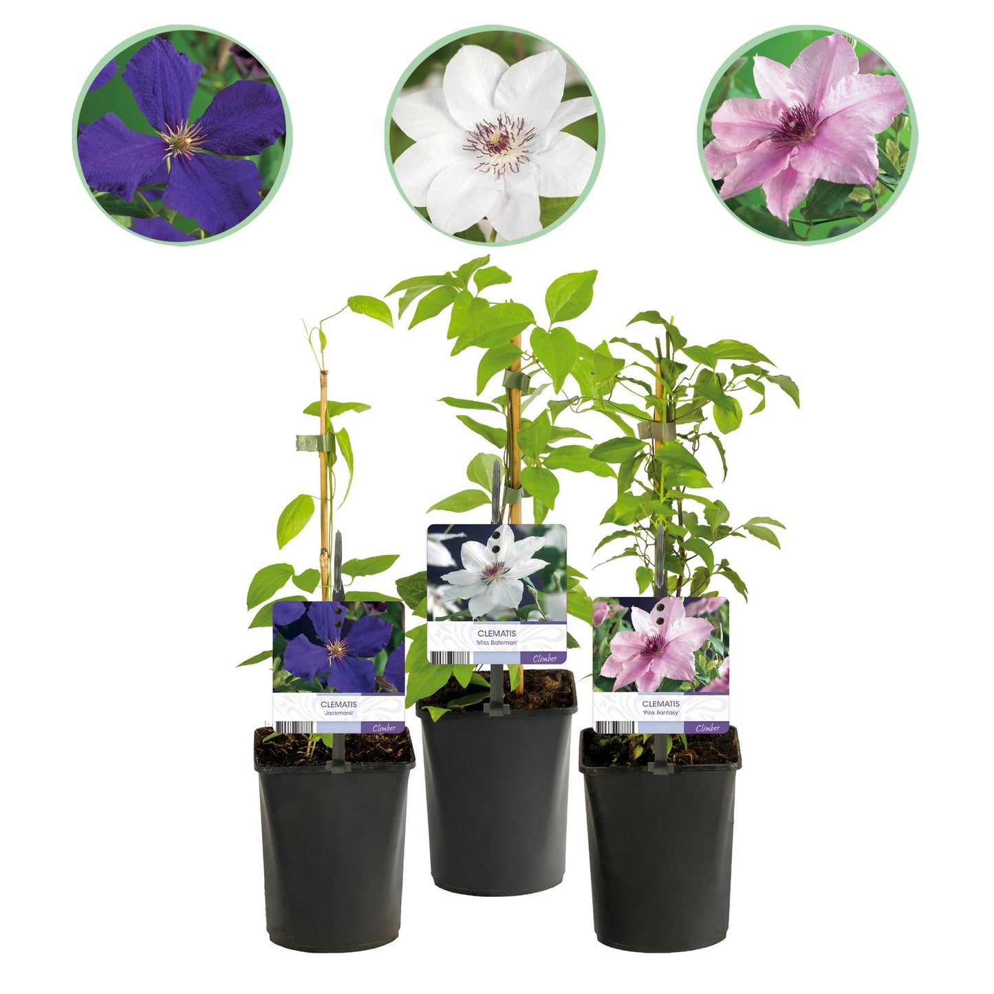 🌸 Clematis Mix ‘Tricolour’ (3 Stuks)