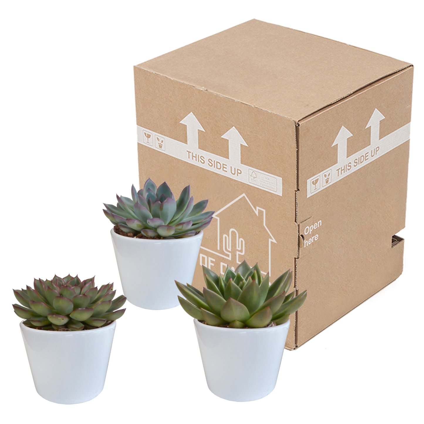 🌵 Echeveria Mix – Witte pot (3 stuks)