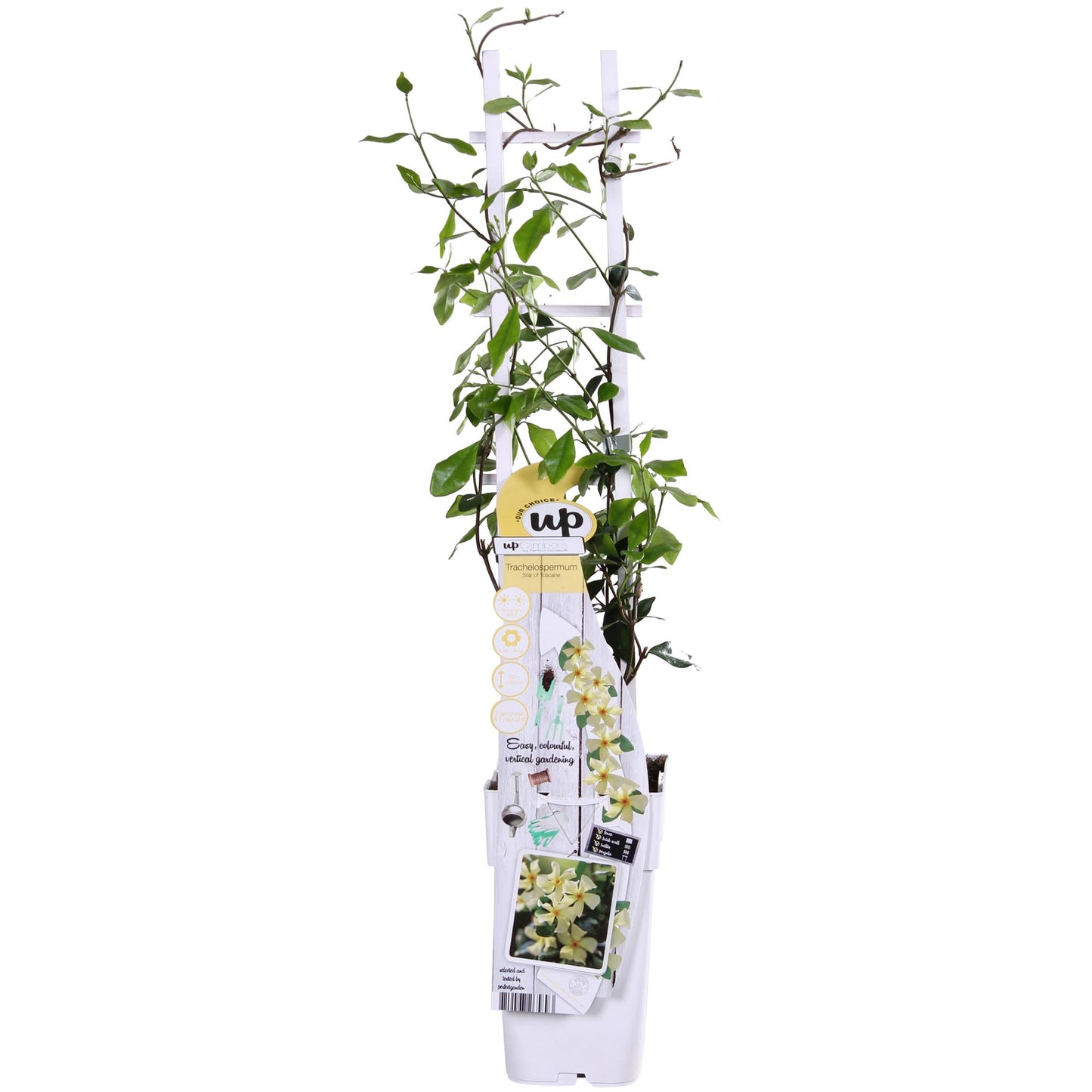 🌼 Trachelospermum ‘Star of Toscana’ – Toscaanse Jasmijn Geel