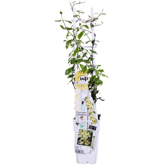🌼 Trachelospermum ‘Star of Toscana’ – Toscaanse Jasmijn Geel