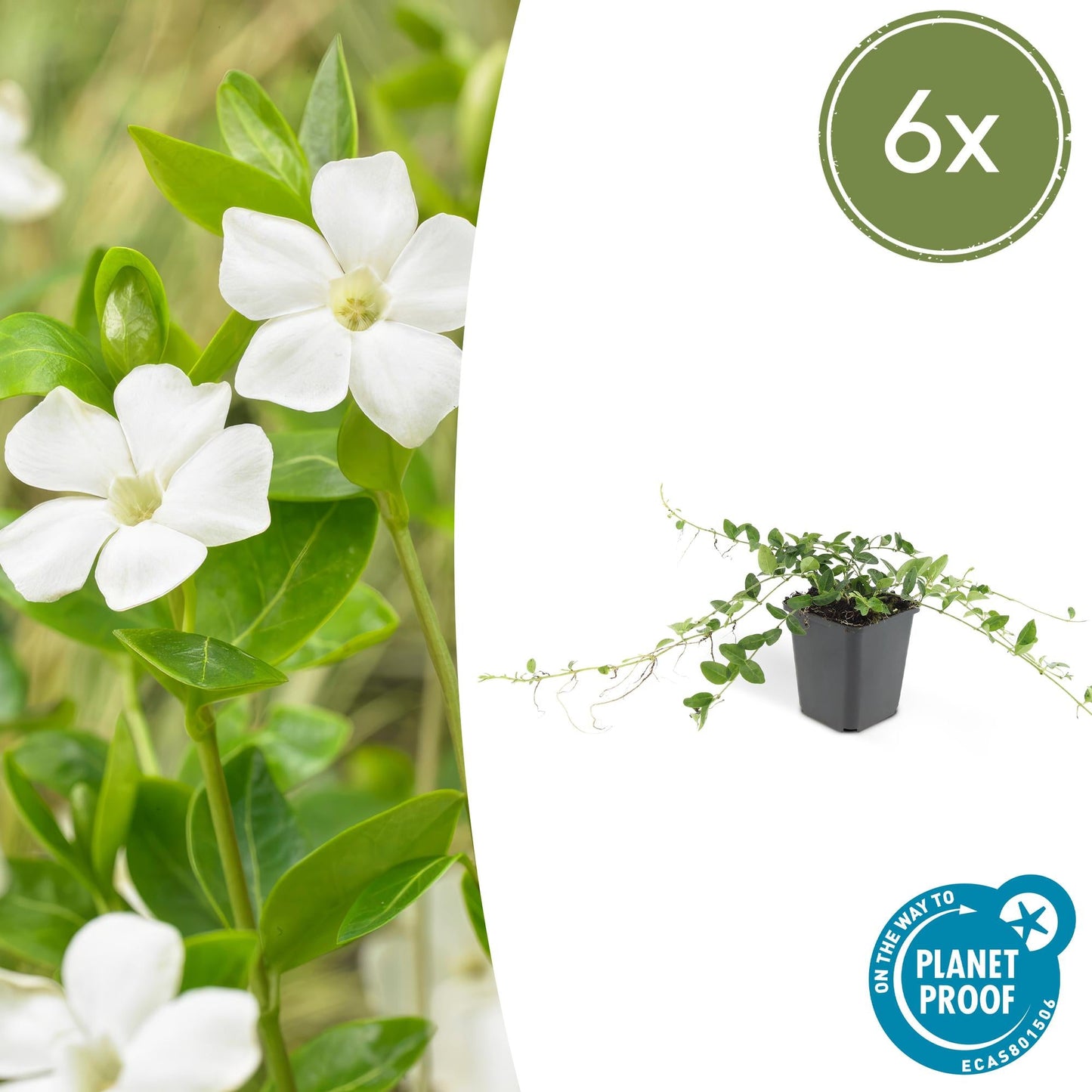 🌿 Vinca minor ‘Alba’ – Winterharde Witte Bodembedekker (6 stuks)