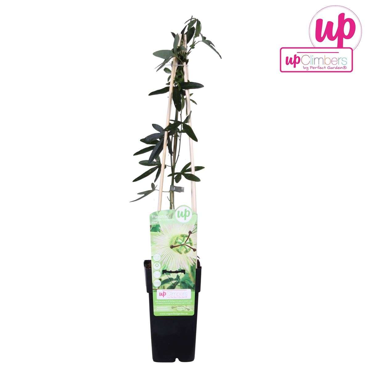 🌸 Passiflora caerulea ‘Constance Elliot’ – Passiebloem