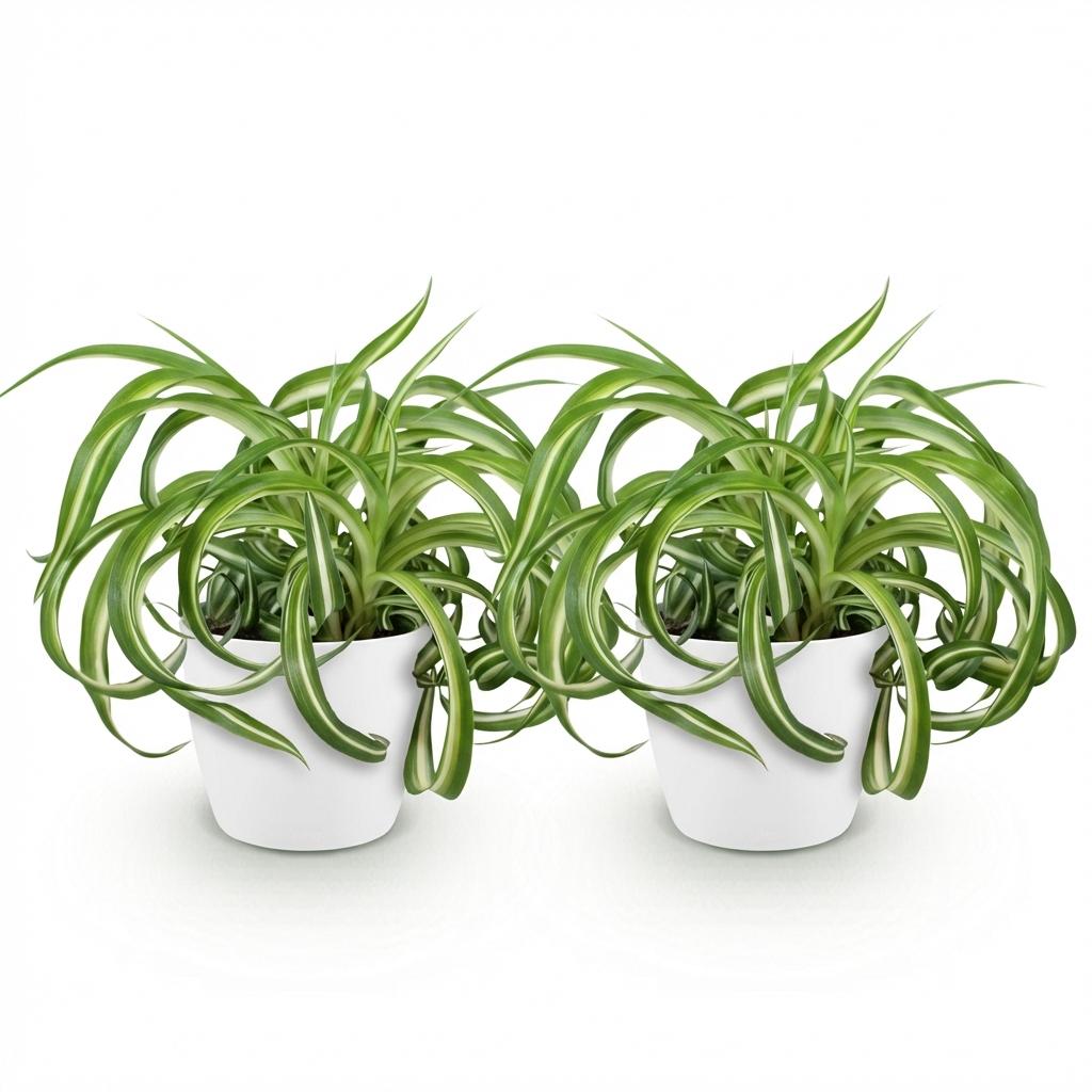 🌿 Chlorophytum Bonnie | Diervriendelijke Krullende Graslelie met Witte Pot ( 2 stuks)