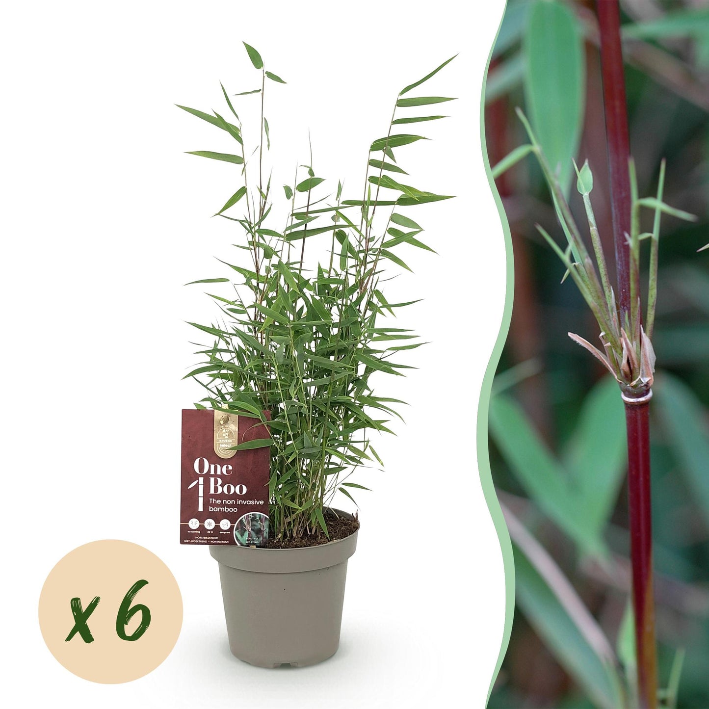 🌿 Bamboe ‘Fargesia Red Dragon’ – Niet Woekerende Bamboe