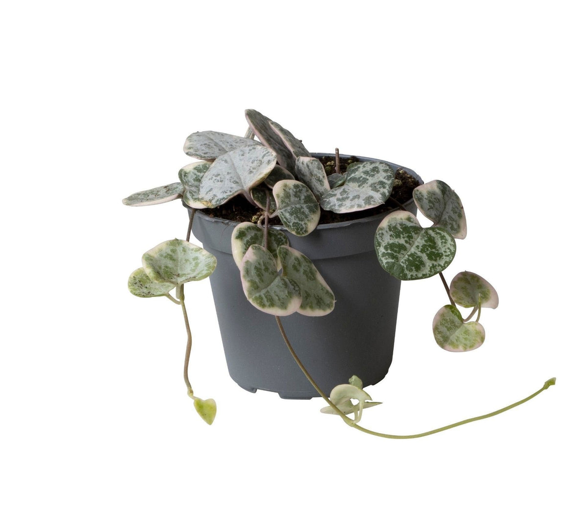💗 Ceropegia woodii ‘Variegata’ – Bonte rozenketting