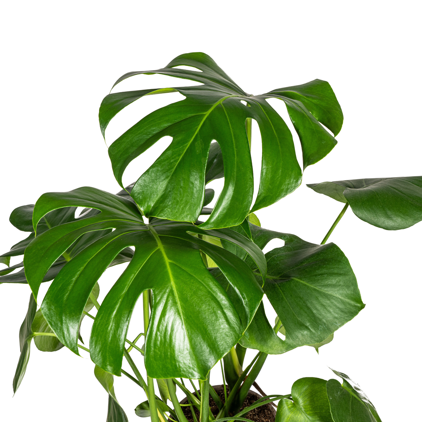 🌿 Monstera Deliciosa Tauerii – Zwitserse Kaasplant