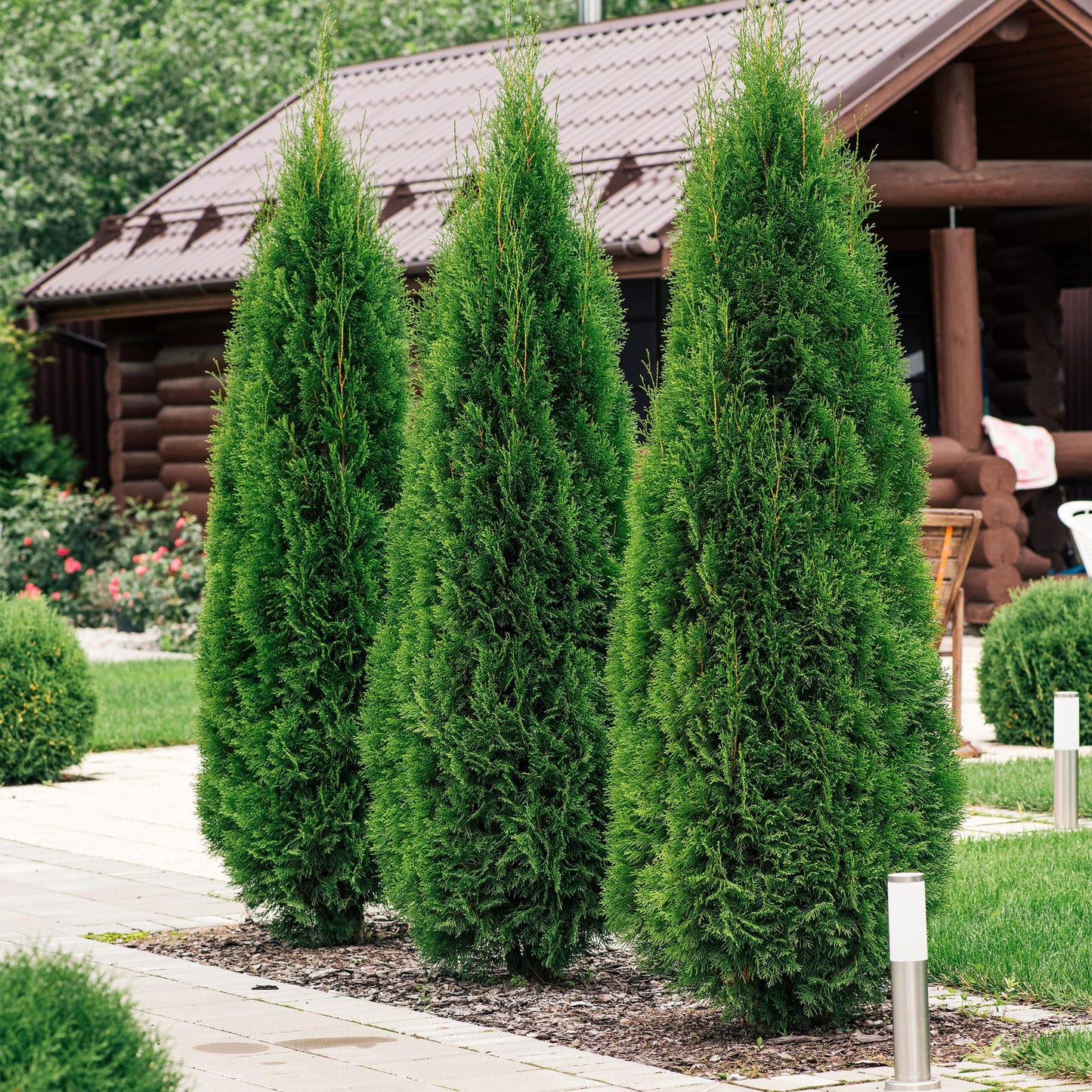 🌿 Thuja occidentalis ‘Smaragd’ | Haagplant (8 Stuks)