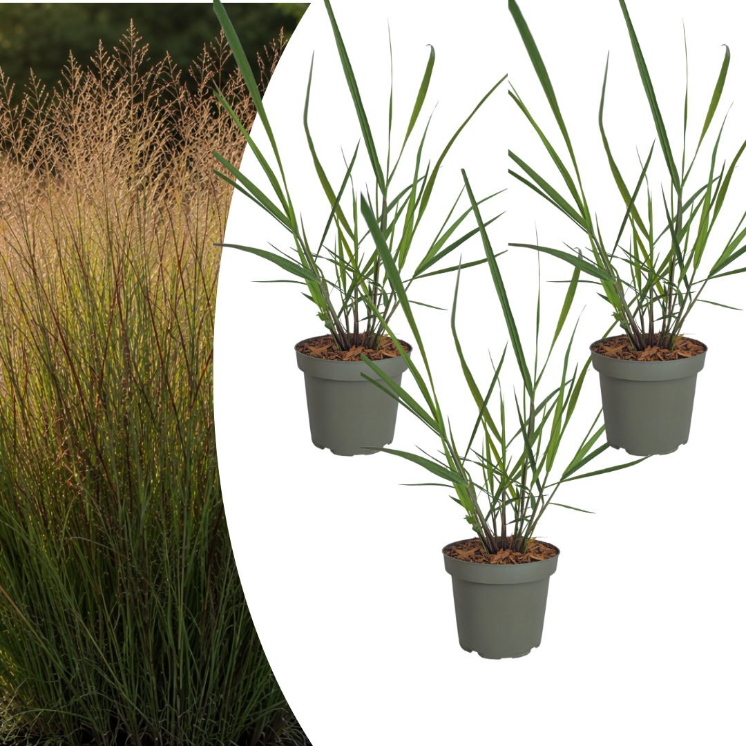 🌾 Panicum virgatum 'Rotstrahlbusch' – Vingergras | 3 stuks