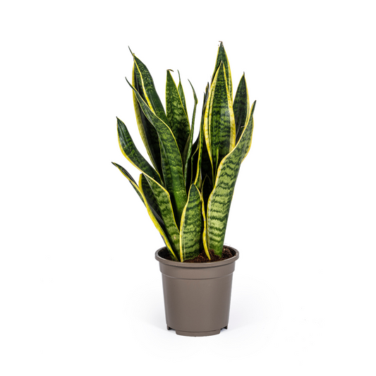 🌿 Sansevieria trifasciata ‘Futura Superba’ – Vrouwentong Kamerplant | Sterk & Onderhoudsvriendelijk