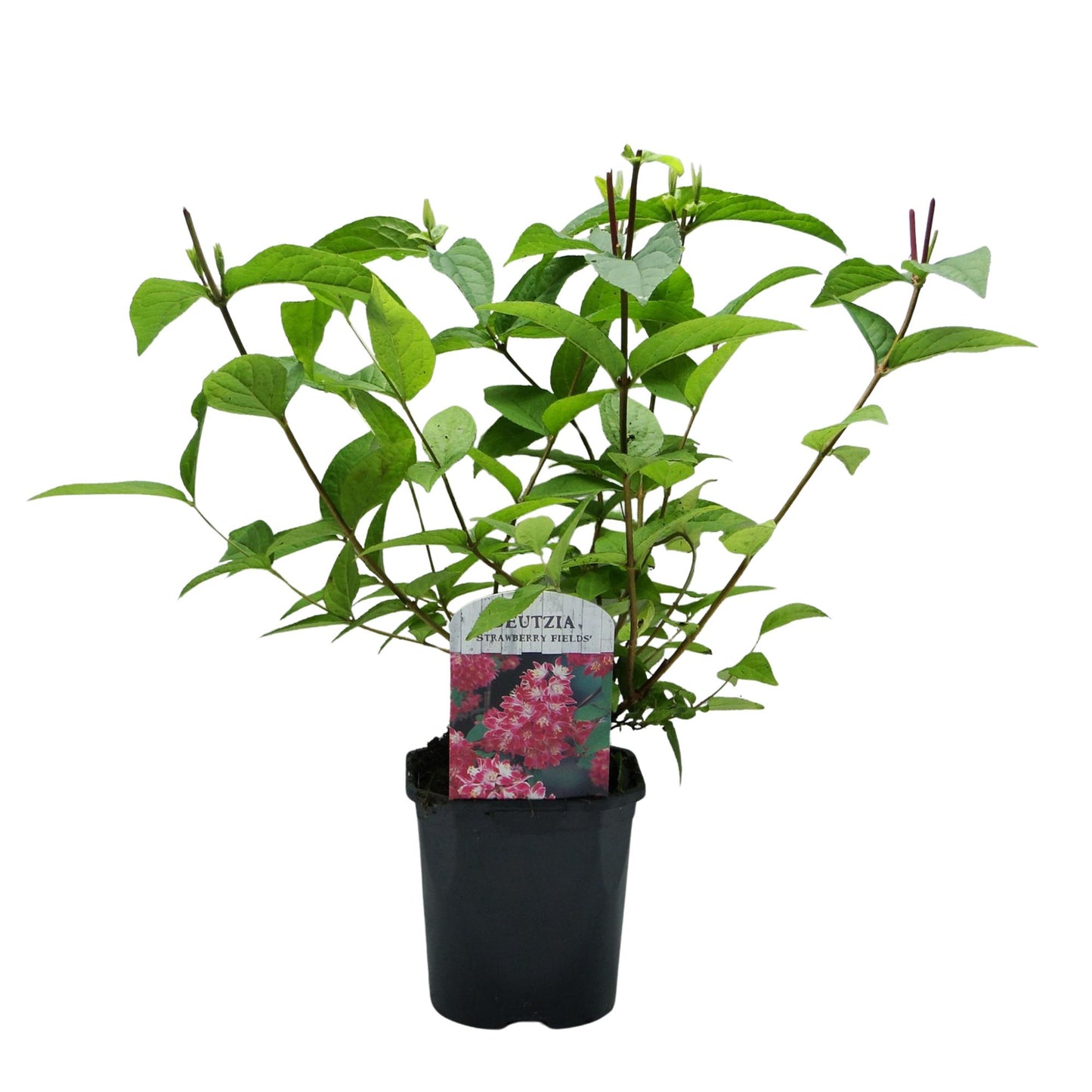 🌸 Deutzia hybrida ‘Strawberry Fields’ – Heester