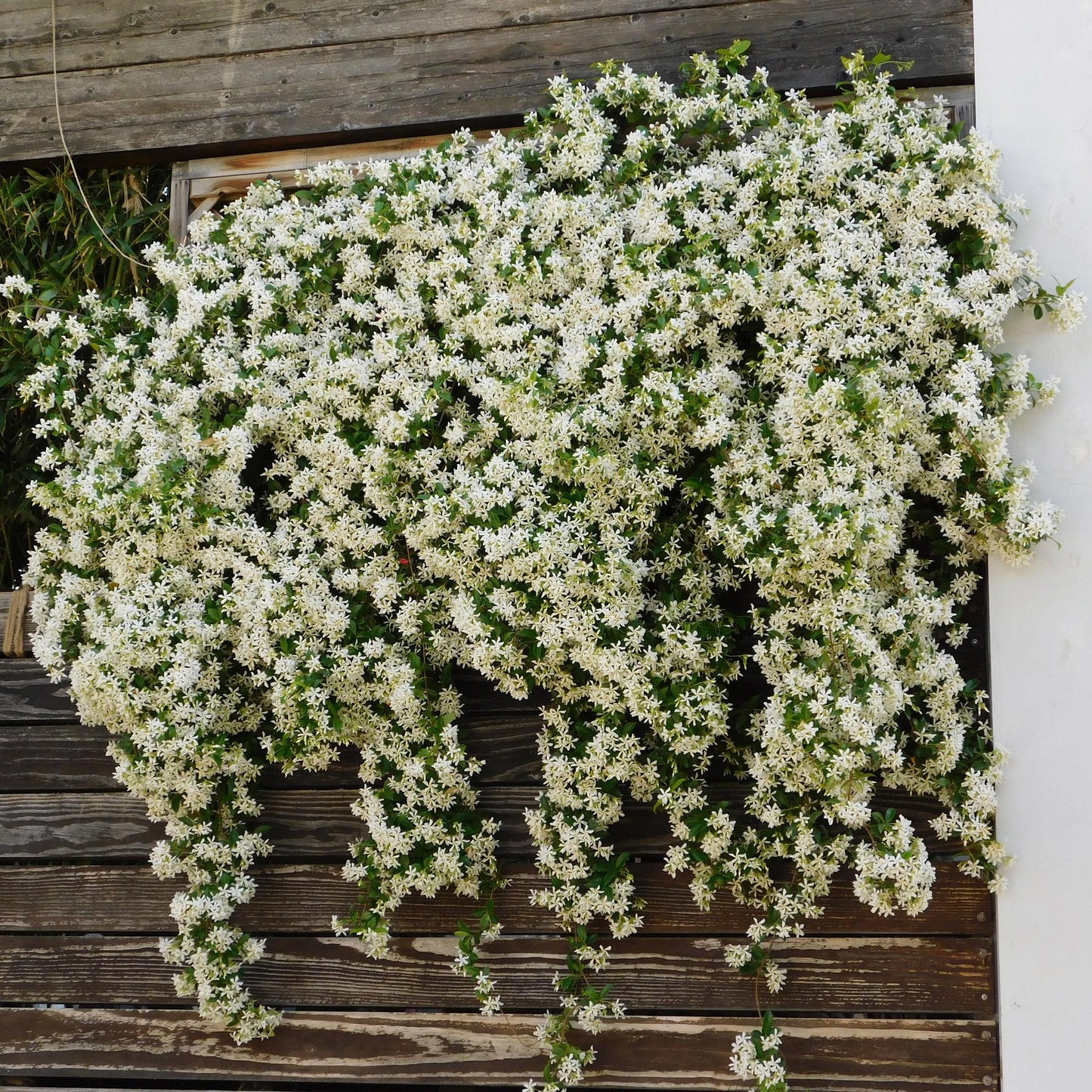 🌸 Trachelospermum jasminoides – Toscaanse Jasmijn (2 stuks)