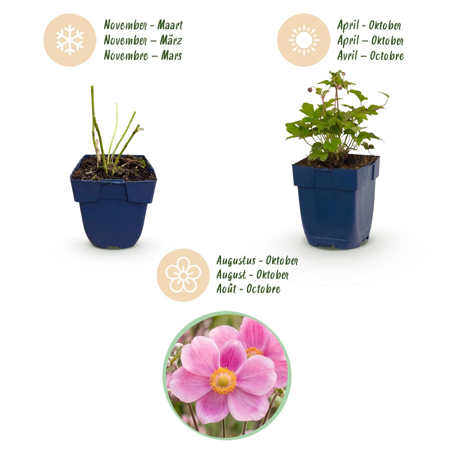 🌿 Anemone hupehensis 'Splendens' – Donkerroze Herfstanemoon | 3 stuks