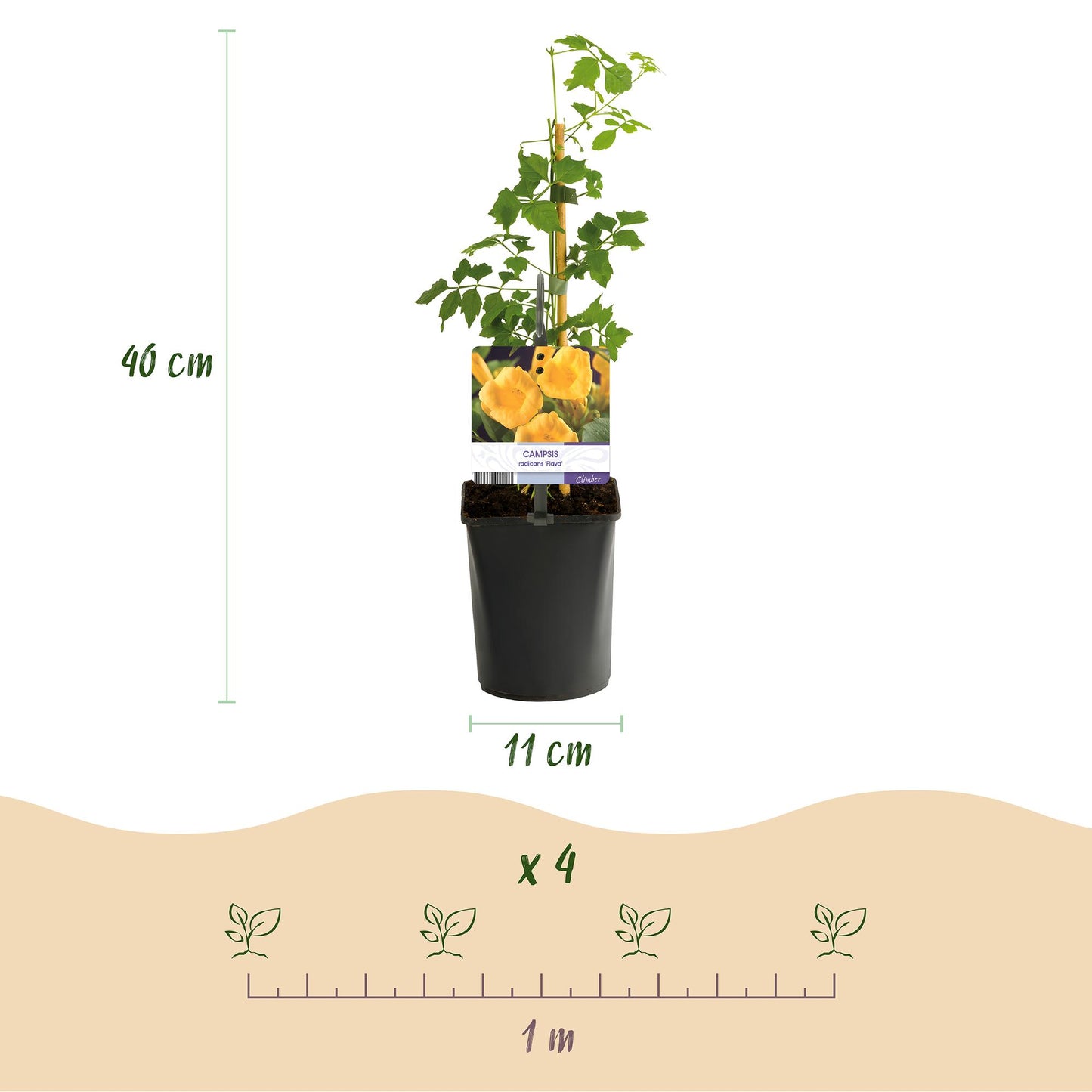🌼 Campsis radicans ‘Flava’ – Trompetbloem (2 Stuks)