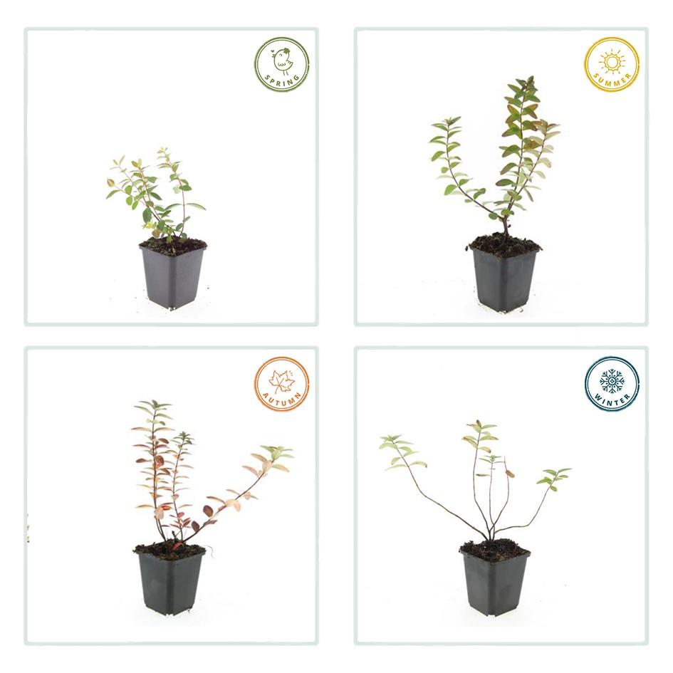 🌿 Hypericum dummeri ‘Peter Dummer’ – Winterharde Geelbloeiende Bodembedekker (6 stuks)