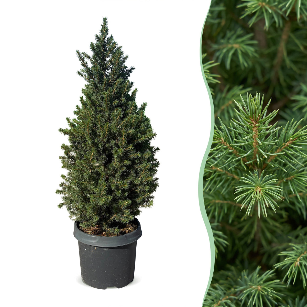 🎄 Picea glauca ‘Conica’ – Groene kegelspar voor een sfeervolle kerst
