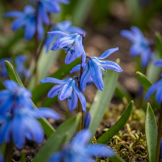 Scilla siberica – Siberische sterhyacint – Blauw (400 stuks)
