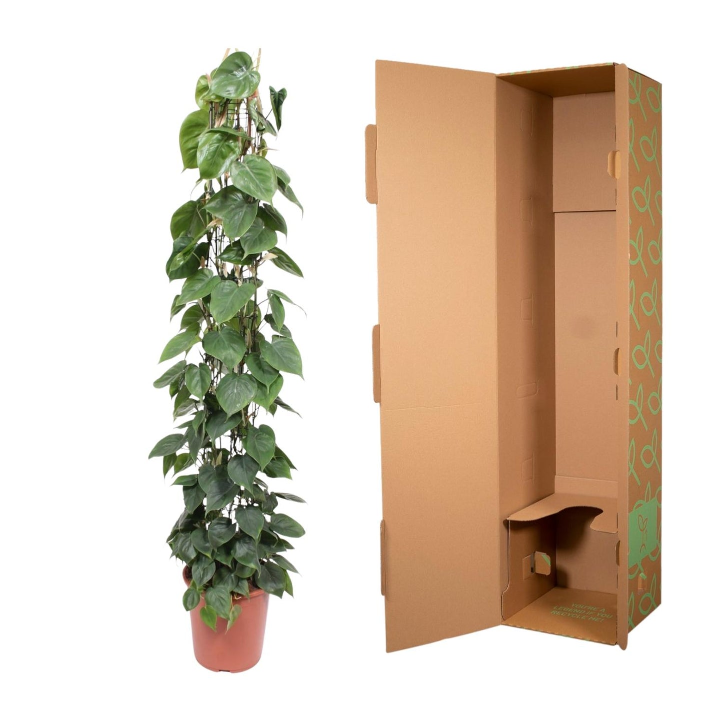 🌿 Philodendron Scandens | Grote Klimplant op Gaasrek