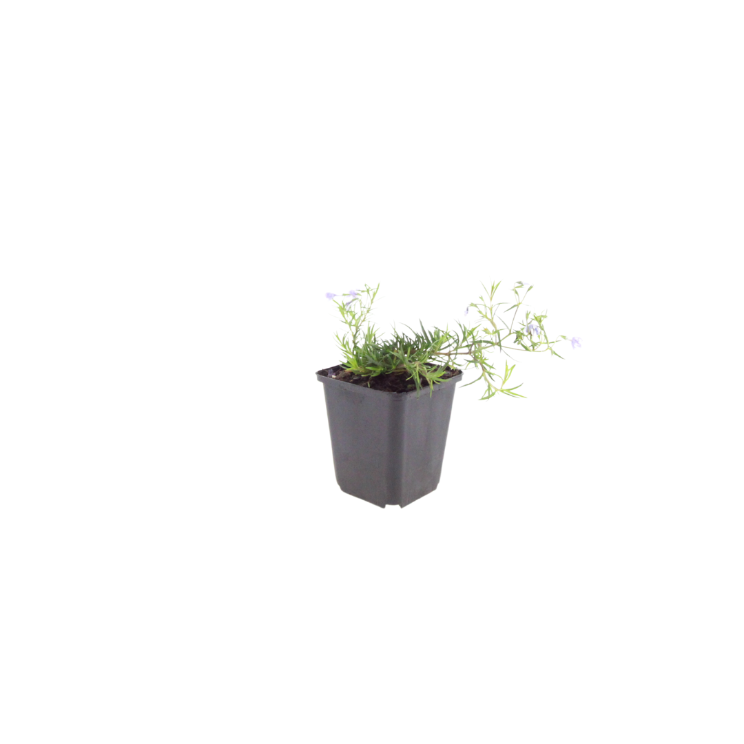💜 Phlox subulata ‘Emerald Cushion Blue’ – Kruipphlox | (12 stuks)