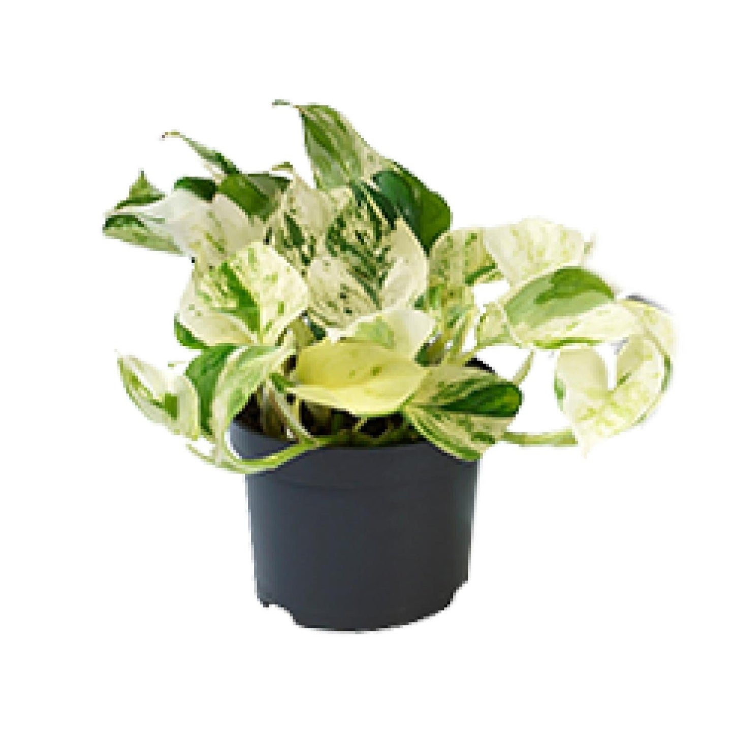 🌿 Epipremnum Happy Leaf - Scindapsus