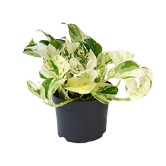 🌿 Epipremnum Happy Leaf - Scindapsus