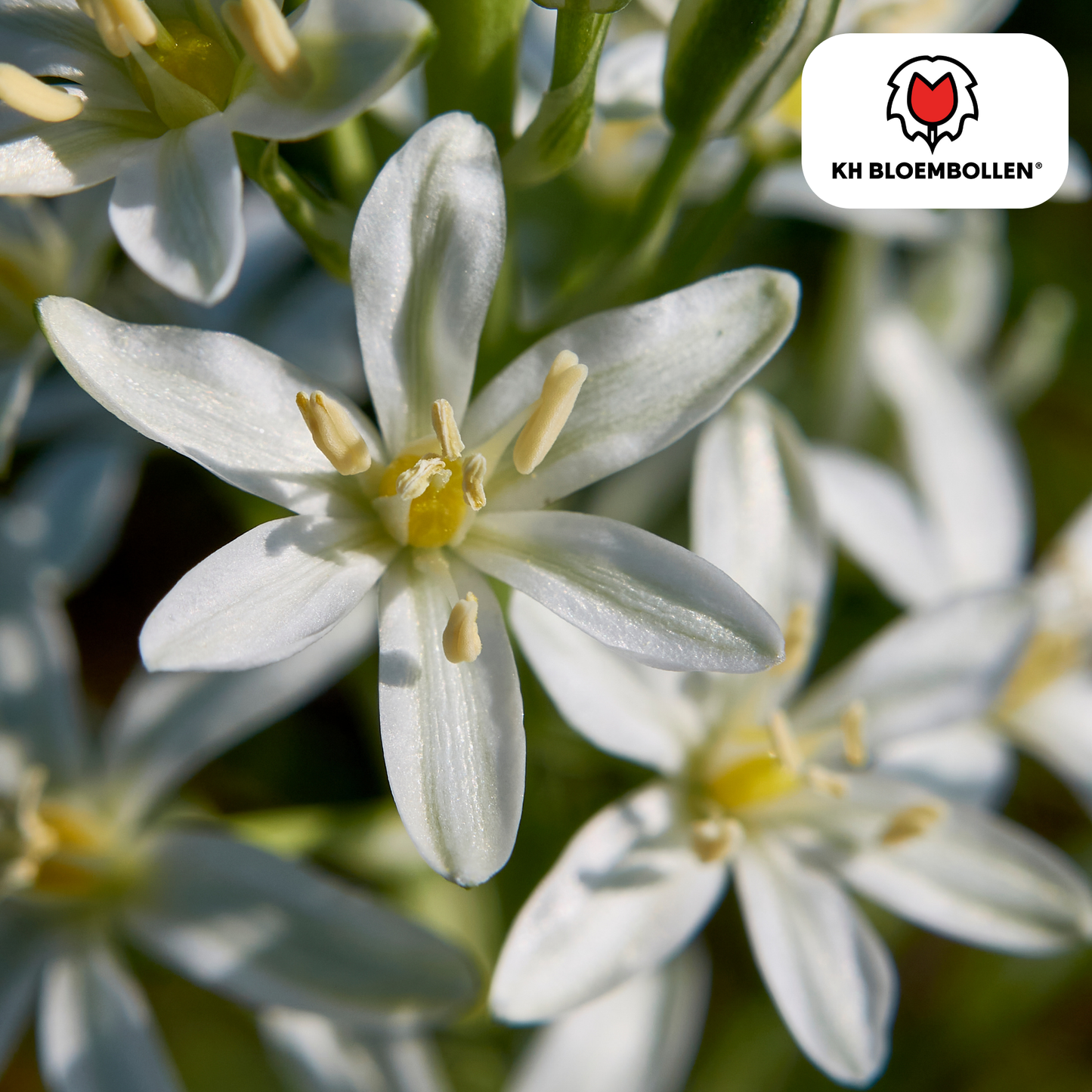 🌼Ornithogalum Vogelmelk Voorjaarsbloeier & Verwilderingsbol (30 stuks)