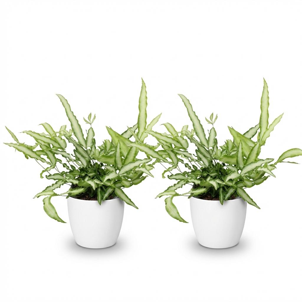 🌿 Pteris Albolineata | Diervriendelijke Lintvaren met Witte Pot (2 stuks)