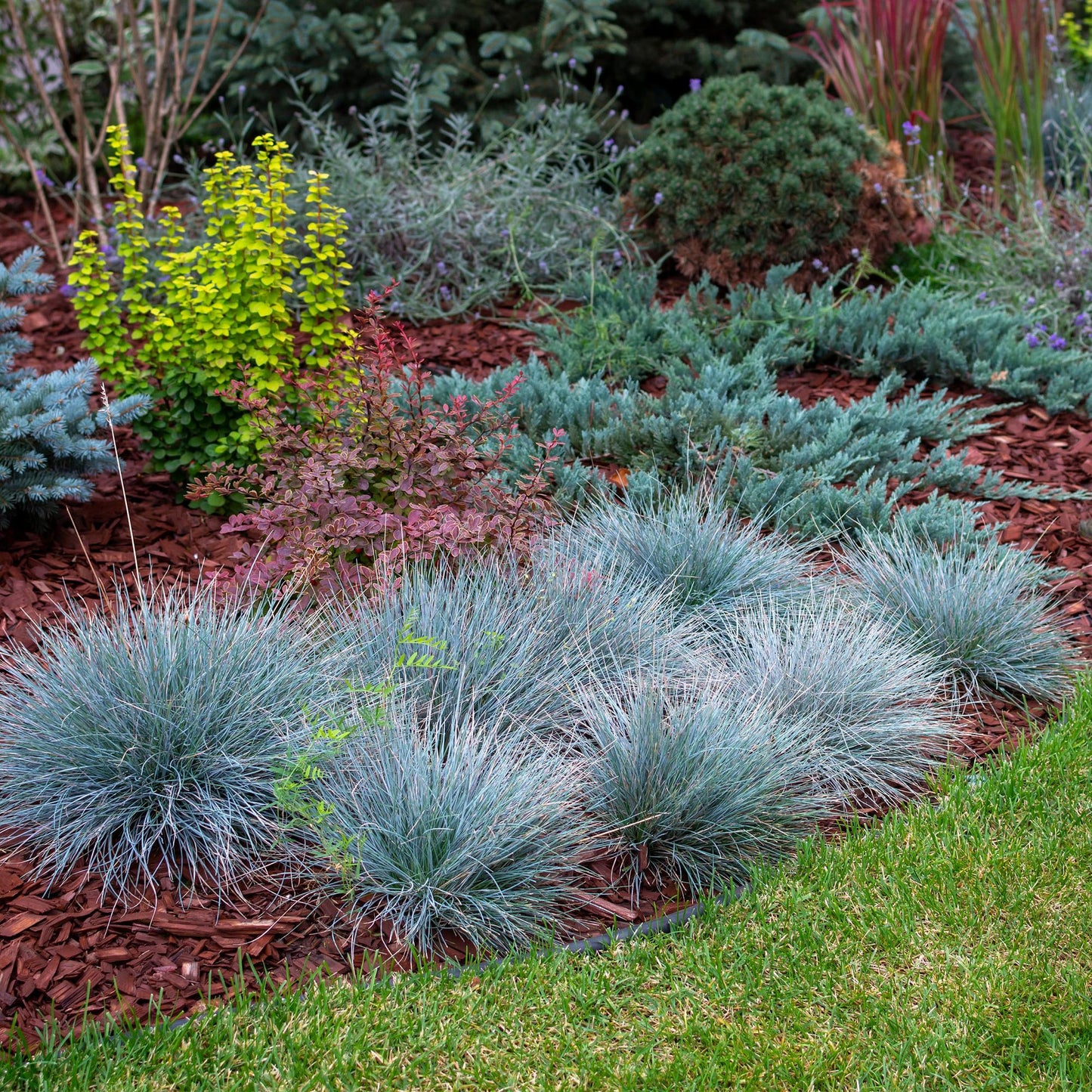 🔵 Festuca glauca ‘Intense Blue’ – Blauw Siergras | (4 stuks)