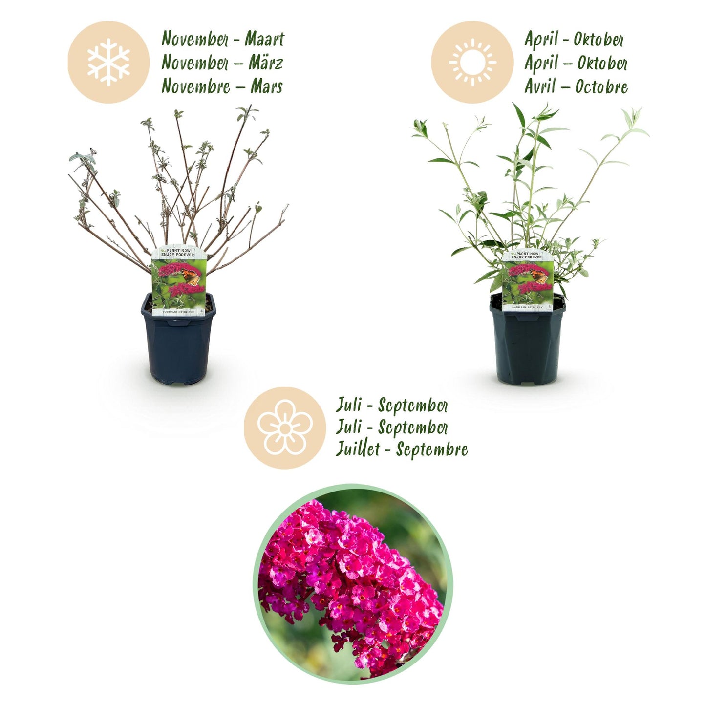 🦋 Buddleja davidii ‘Royal Red’ – Rode Vlinderstruik | (3 stuks)