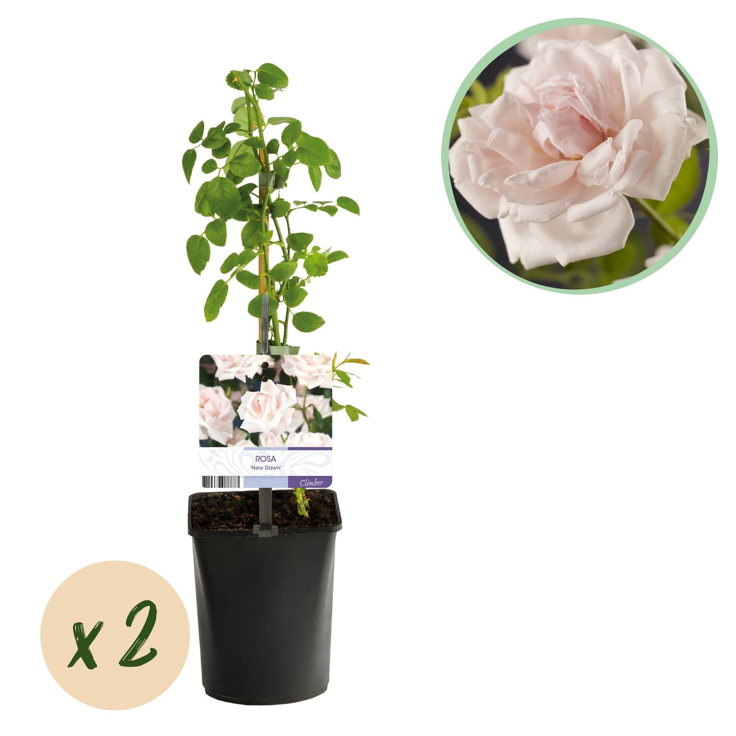 🌹 Rosa ‘New Dawn’ – Klimroos (2 Stuks)