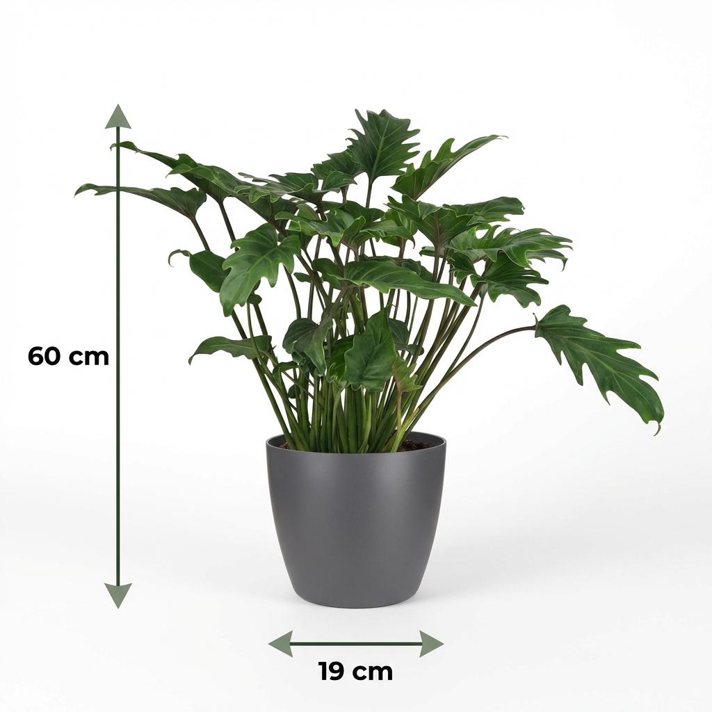 🌿 Philodendron xanadu – Philodendron
