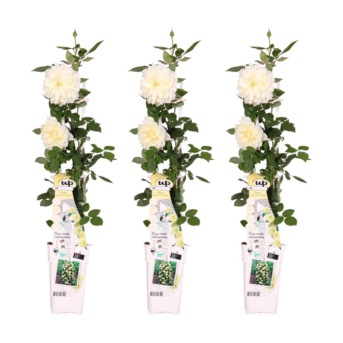 🤍 Rosa Crazy in Love ‘Vanilla’ – Crème Klimroos | 3 (stuks)