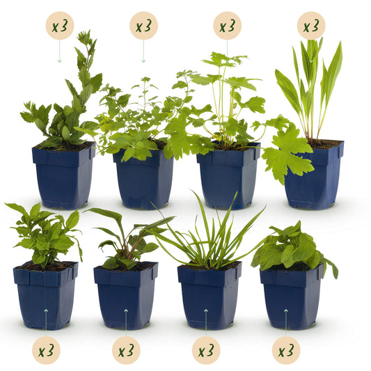 🐝🦋 Borderpakket – Bijen & Vlinderlokkend – 24 Vaste Planten – 3 m² – Ø11 cm – Diverse Kleuren – Weinig Onderhoud