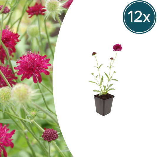❤️ Knautia macedonica – Beemdkroon | (12 stuks)