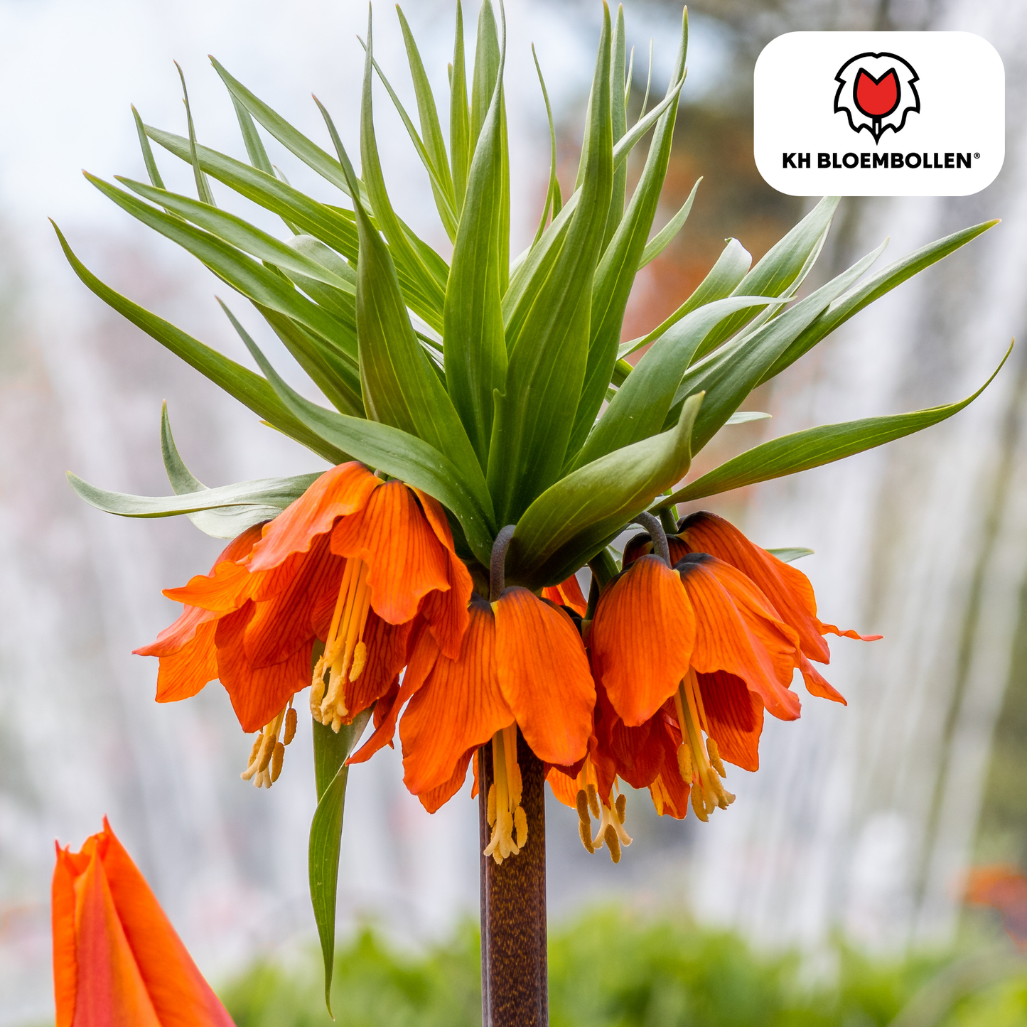🌼 Fritillaria imperialis ‘Rubra’ Keizerskroon Rood/Oranje & Insectenwerend (5 stuks)
