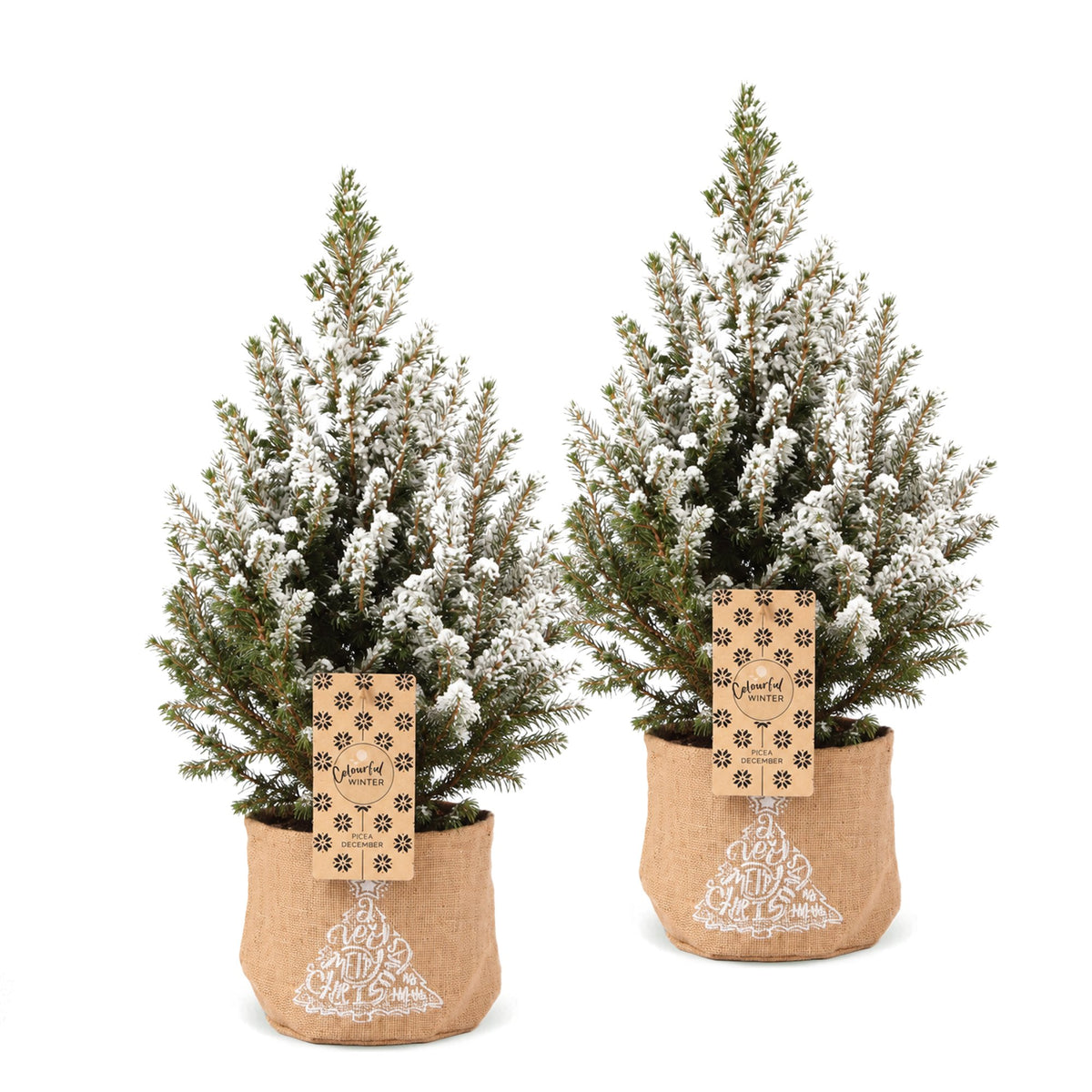 🎄 Picea glauca ‘Conica’ – Kegelspar met witte winteraccenten en jute zak
