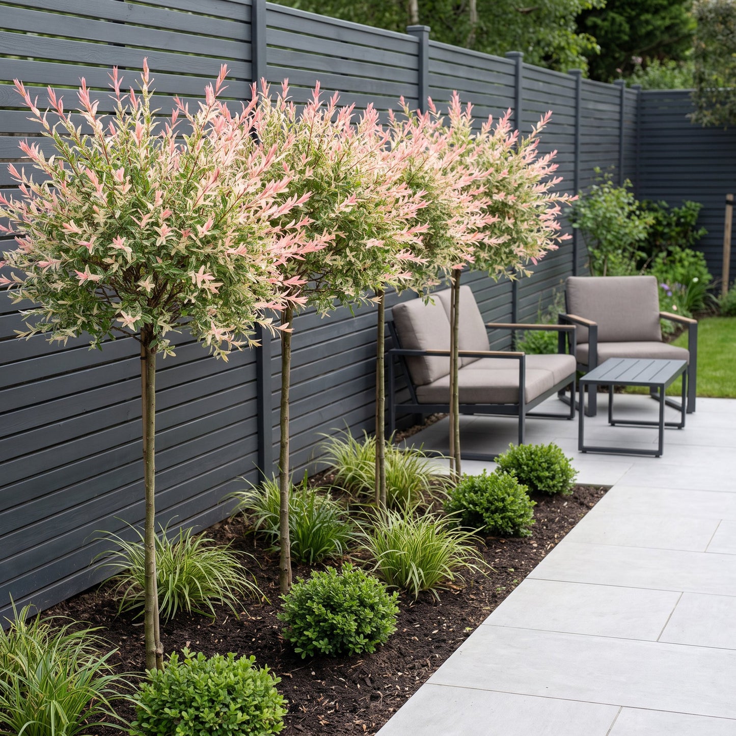 🌿 Salix Flamingo – Bonte Wilg