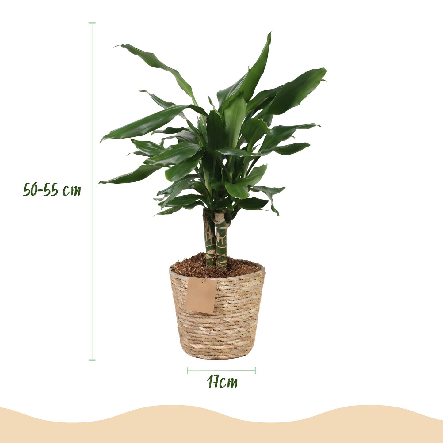 🌿 Dracaena ‘Steudneri’ | Drakenbloedboom Set met Mand (2 Stuks)