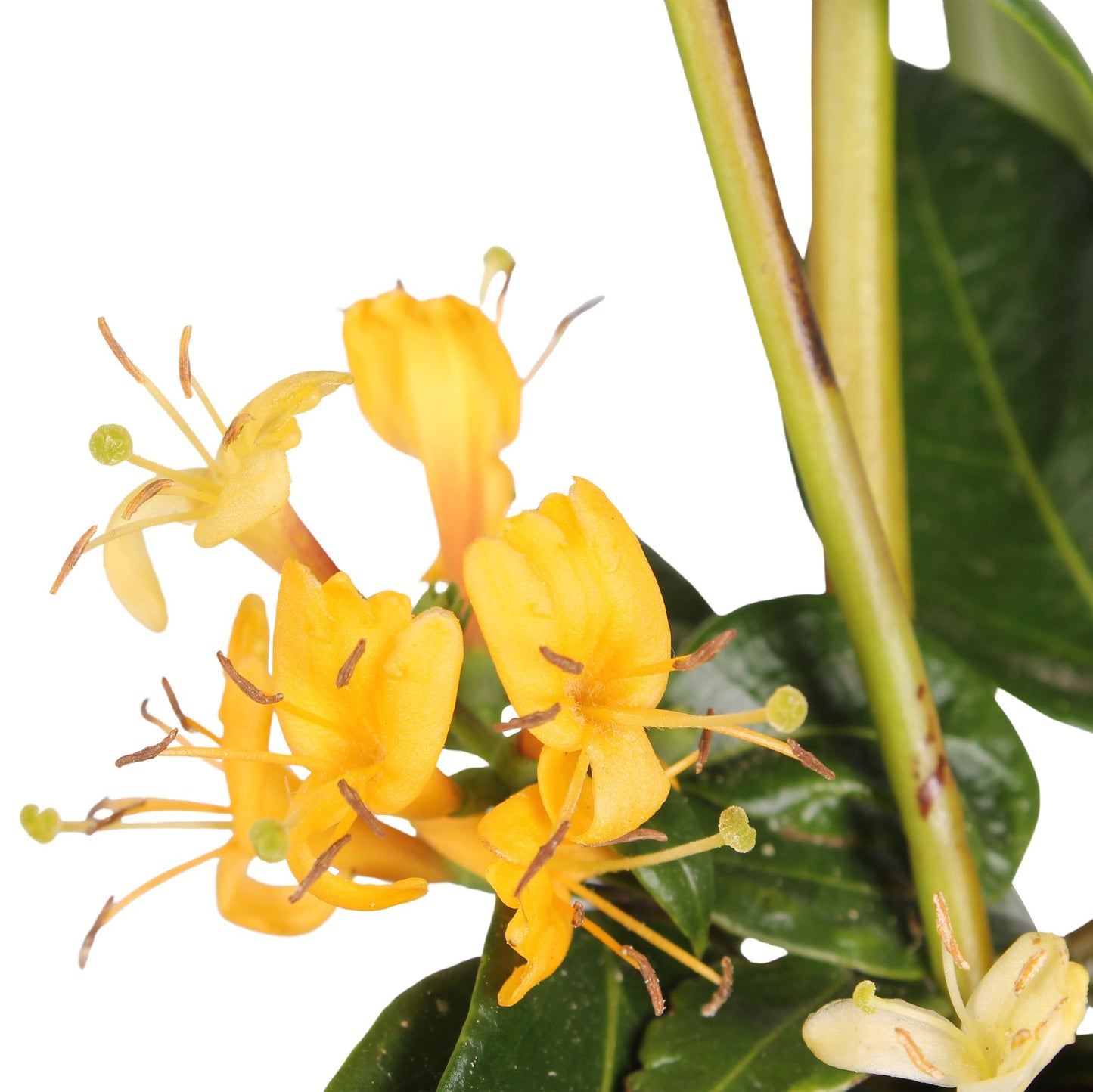 🌿 Lonicera henryi – Kamperfoelie (3 Stuks)