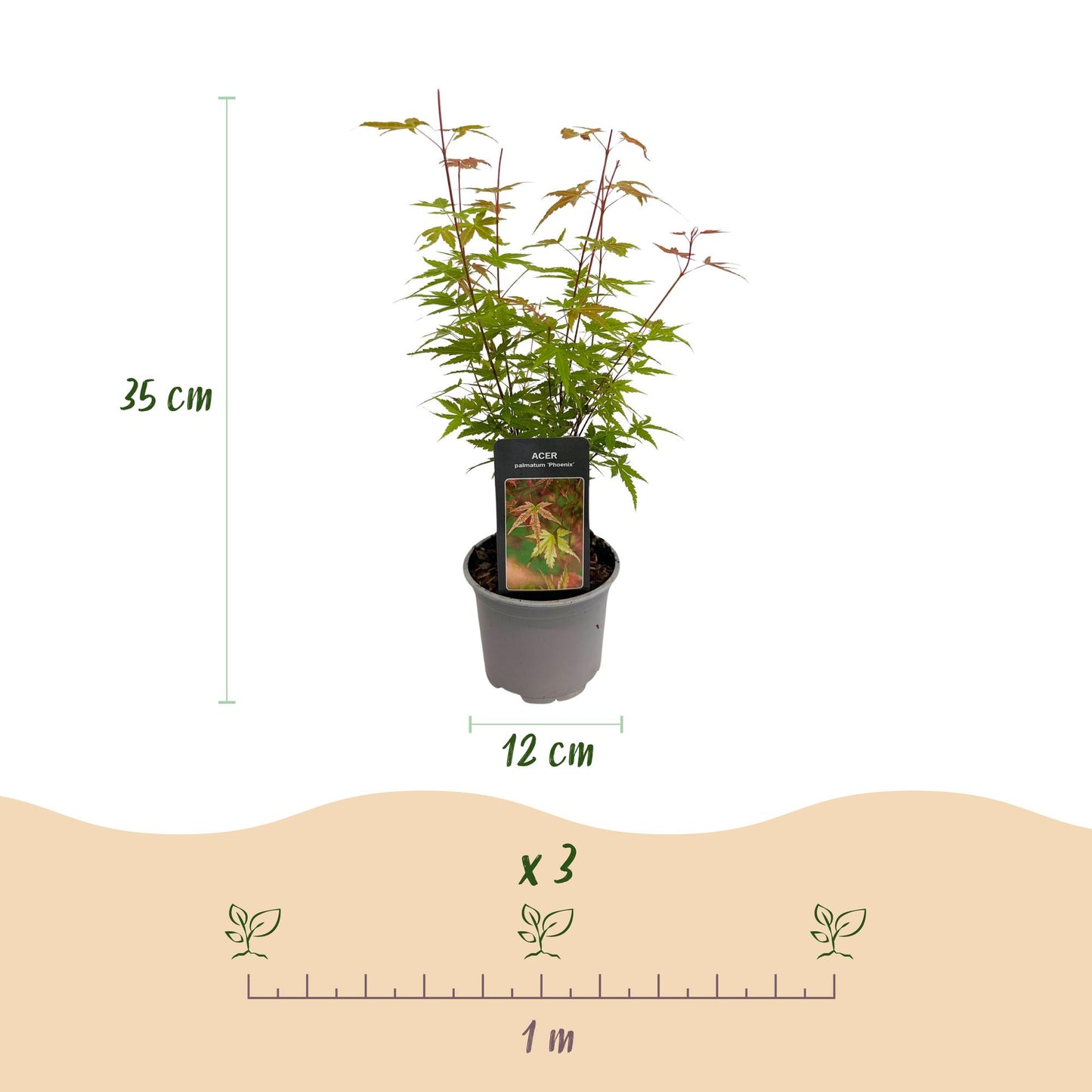 🍁 Acer palmatum ‘Phoenix’ – Japanse Esdoorn Roze (3 stuks)