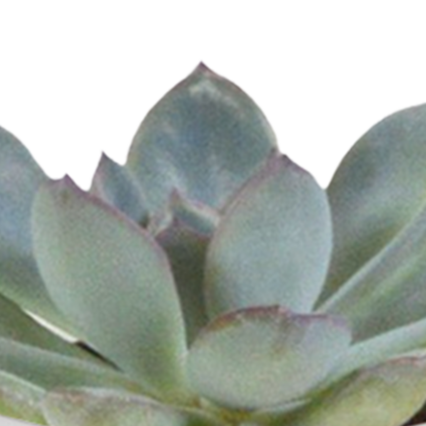 🌵 Cactus & Vetplanten Mix –  In witte pot (15 stuks)