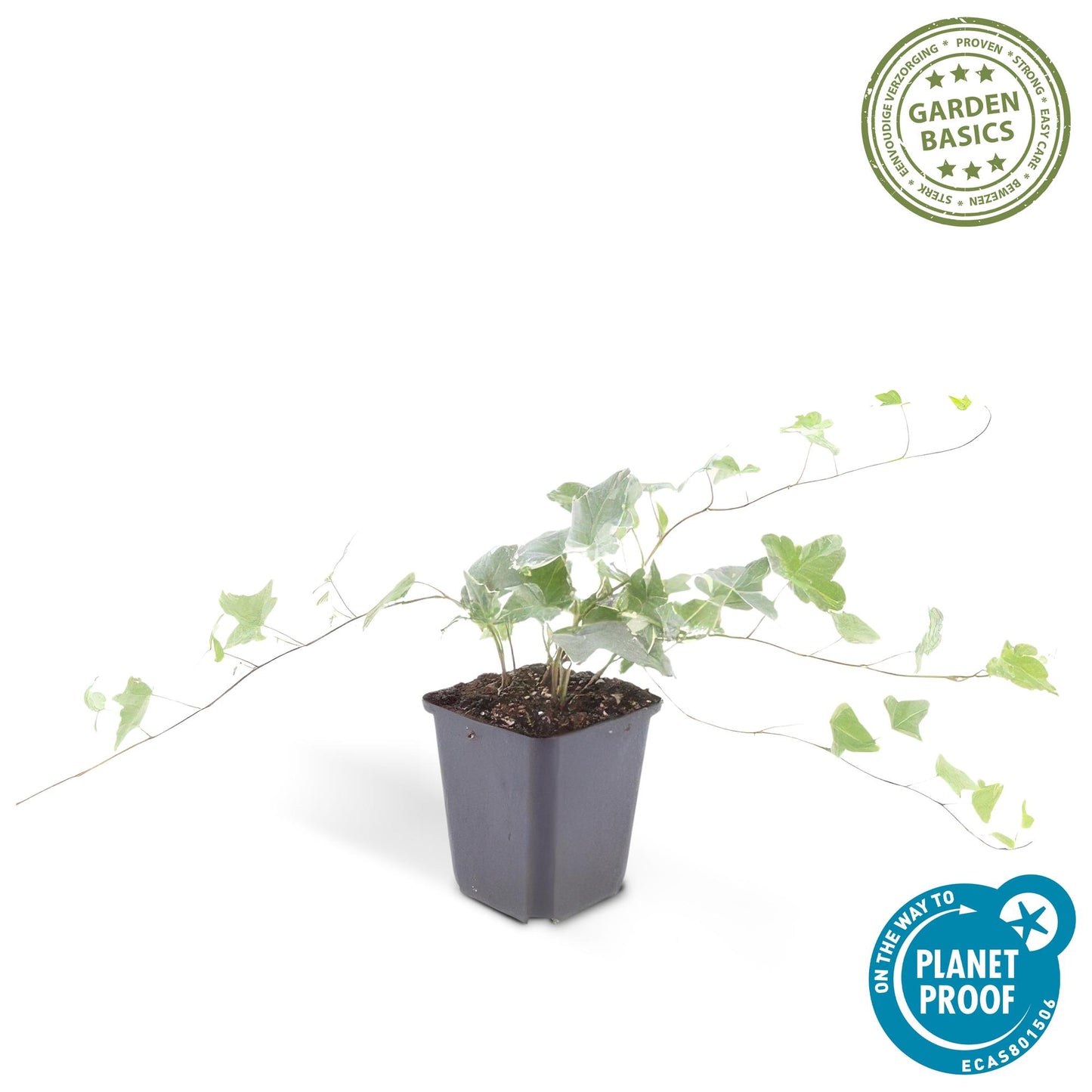 🌿 Hedera helix ‘Glacier’ – Winterharde Klim- en Bodembedekker (60 stuks – ca. 6–10 m²)