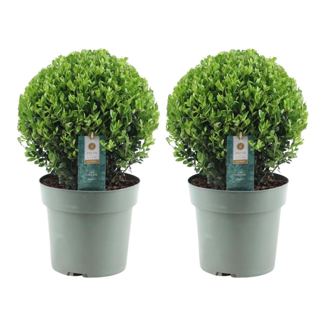 🌿 Ilex crenata ‘Jenny’ Bol XL | Buxus Vervanger (2 Stuks)