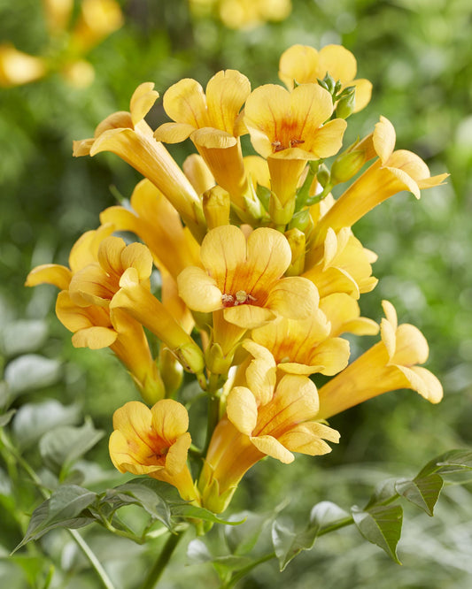 🌼 Campsis Summer Jazz ‘Gold Trumpet’ – Gele Trompetklimmer | (2 stuks)
